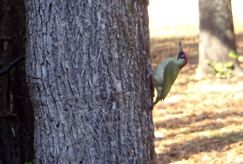 Picus viridis